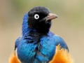 Jwèt Animal devinèt: Wildlife & lojik  sou entènèt