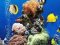 Jwèt Lanmè anba dlo diferans  sou entènèt