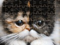 Jwèt Ekzotik Chat devinèt tèt  sou entènèt