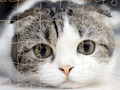 Jwèt Tan devinèt chat  sou entènèt