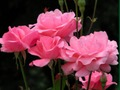 Jwèt Pink Pink  sou entènèt