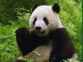 Jwèt Panda devinèt  sou entènèt