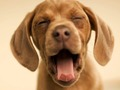 Jwèt Komik Doggy  sou entènèt