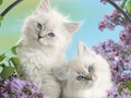 Jwèt Komik Kitty  sou entènèt
