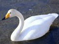 Jwèt Swans grasyeuz  sou entènèt