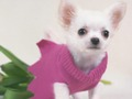 Jwèt Cute Puppies devinèt  sou entènèt
