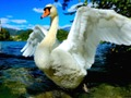 Jwèt Swan Slide  sou entènèt