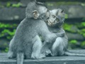 Jwèt Chimpancé Jigsaw  sou entènèt