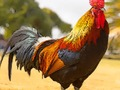 Jwèt Zwazo Domestik devinèt  sou entènèt