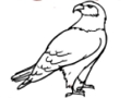 Jwèt Eagle koloran Liv  sou entènèt