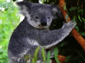 Jwèt Bèl ti bebe koala lous sou entènèt