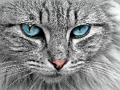 Jwèt Jwèt Tèt Cat Eye a  sou entènèt