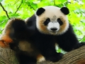 Jwèt Cute ti bebe panda  sou entènèt