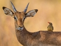 Jwèt Sou entènèt jwèt Deer sovaj tèt  sou entènèt