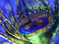 Jwèt Peacock plim tèt  sou entènèt