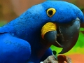 Jwèt Jako devinèt Bird  sou entènèt