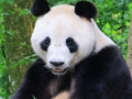 Jwèt Animal devinèt  sou entènèt