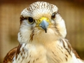 Jwèt Gyrfalcon tèt  sou entènèt