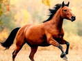 Jwèt Cheval Slide  sou entènèt