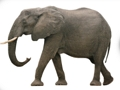 Jwèt ABC Animal sou entènèt