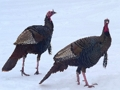 Jwèt Sou entènèt jwèt Wild Turkey Jigsaw  sou entènèt