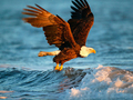 Jwèt Sou entènèt jwèt Bèt Jigsaw Puzzle Eagle  sou entènèt