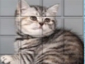 Jwèt PicPu chat  sou entènèt