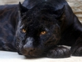 Jwèt Sou entènèt jwèt Black Panther Jigsaw  sou entènèt