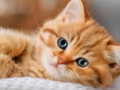Jwèt Sou entènèt jwèt Kittens Jigsaw Puzzle Collection  sou entènèt