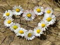 Jwèt Sou entènèt jwèt Daisy kè tèt  sou entènèt