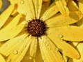 Jwèt Sou entènèt jwèt Petal flè Raindrop Jigsaw  sou entènèt