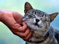 Jwèt Download jwèt la chat chat  sou entènèt