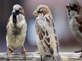 Jwèt Sou entènèt jwèt Sparrow Fanmi tèt  sou entènèt