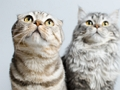 Jwèt Sou entènèt jwèt Cute Cats Jigsaw Puzzle  sou entènèt