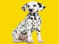 Jwèt Download jwèt la Phantom Pups Jigsaw Puzzle  sou entènèt