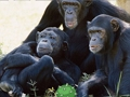 Jwèt Sou entènèt jwèt Komik chenpanze Jungle chape  sou entènèt