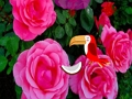 Jwèt Sou entènèt jwèt Precious Rose chape  sou entènèt