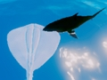 Jwèt Sou entènèt jwèt Stingrays Navigasyon  sou entènèt