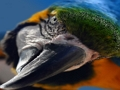Jwèt Jwèt Zwazo tèt  sou entènèt