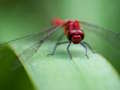 Jwèt Sou entènèt jwèt Dragon vole tèt  sou entènèt