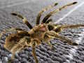 Jwèt Sou entènèt jwèt Spider Hidden Diferans  sou entènèt