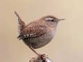 Jwèt Birdlingo sou entènèt