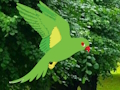 Jwèt Download jwèt Jako Jwenn nich la  sou entènèt