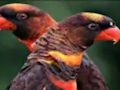 Jwèt Sou entènèt jwèt Orange jako tèt  sou entènèt