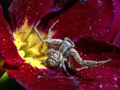 Jwèt Download jwèt la Crab Spider tèt  sou entènèt