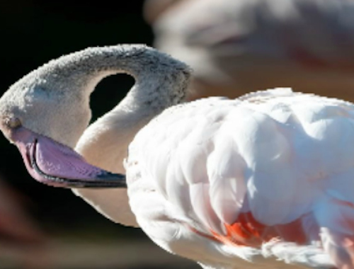 Jwèt Sou entènèt jwèt Flamingo Bird tèt  sou entènèt