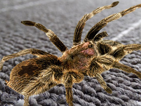 Jwèt Reyèl diferans Spider  sou entènèt