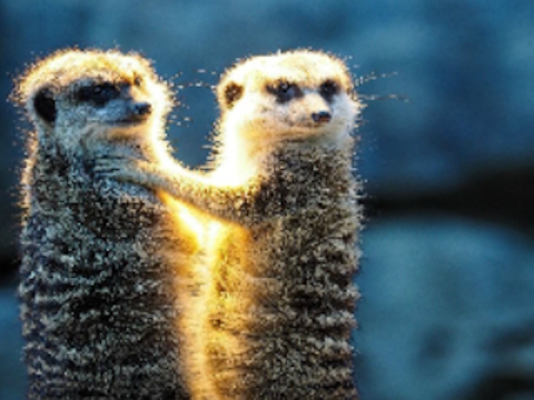 Jwèt Meerkat koup tèt  sou entènèt