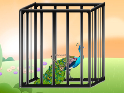 Jwèt Sove Peacock radyan an  sou entènèt