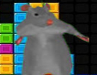 Jwèt Ratomilton tonbe blòk  sou entènèt